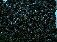 Blackberry frozen fruit from Serbia