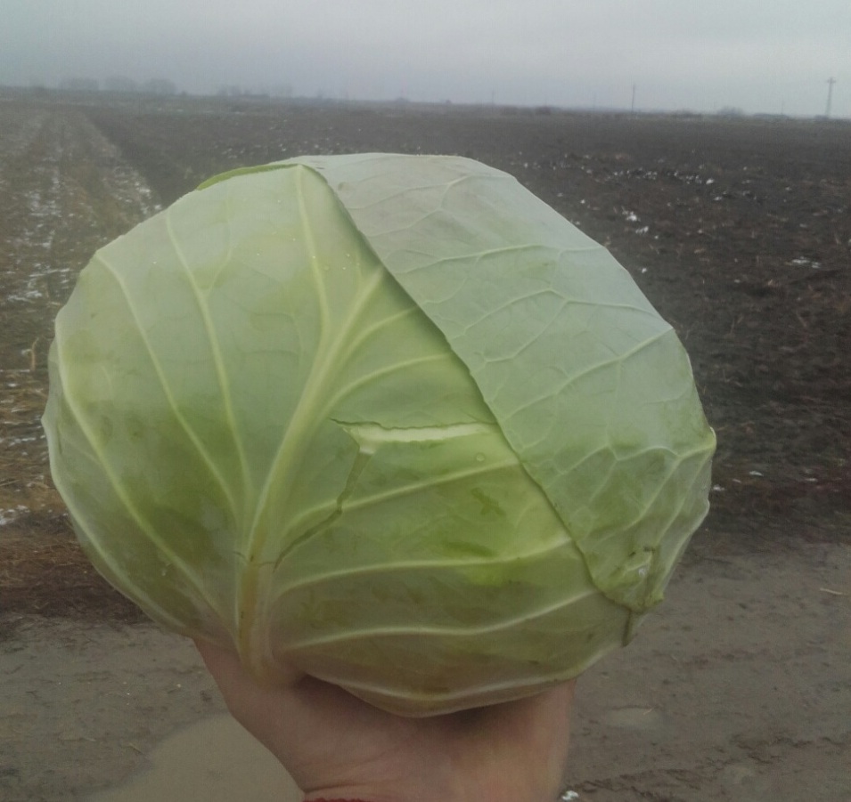 Cabbage 1