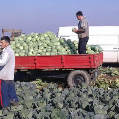 Cabbage crop