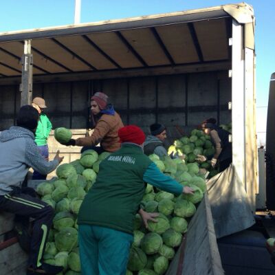 Cabbage bulk