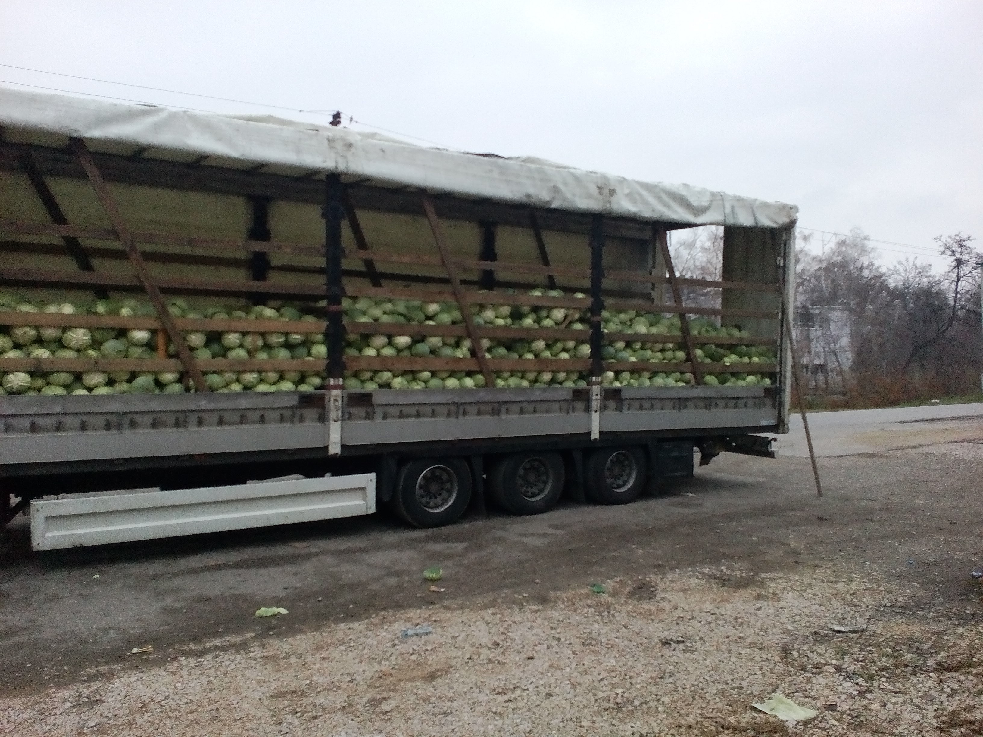 Cabbage loading