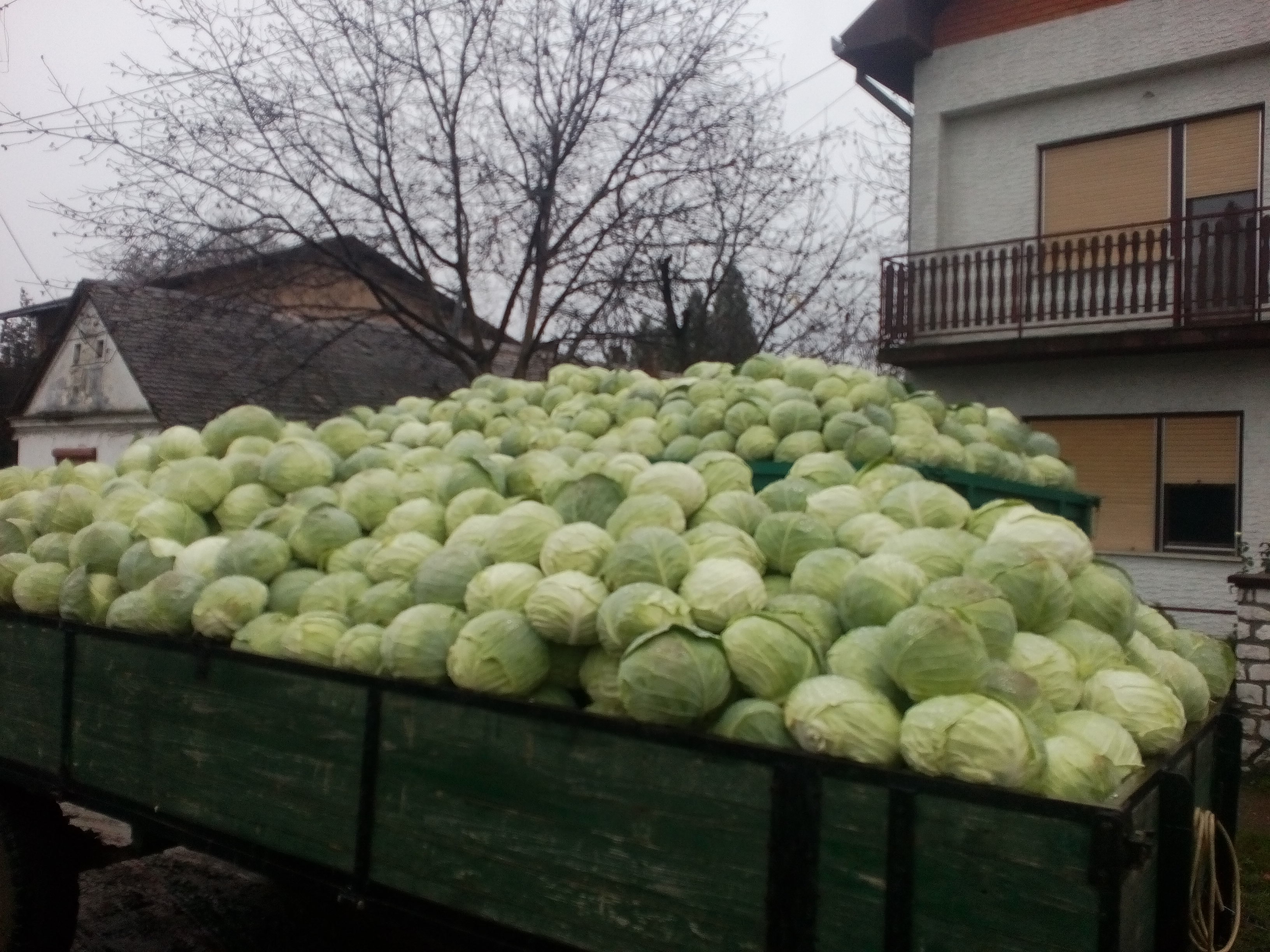 Cabbage Serbia