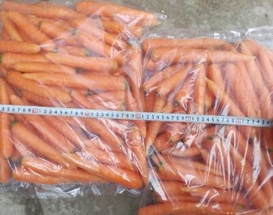 Carrot Bolero