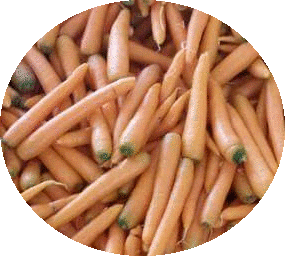 Carrot_Serbia