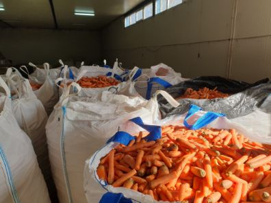 Carrot_industry