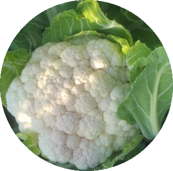 Cauliflower_Serbia
