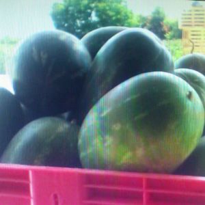 export watermelons