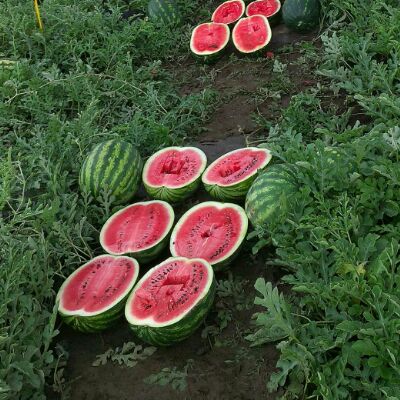 watermelons first class