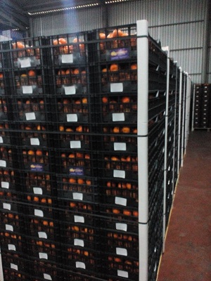 Klementines packing