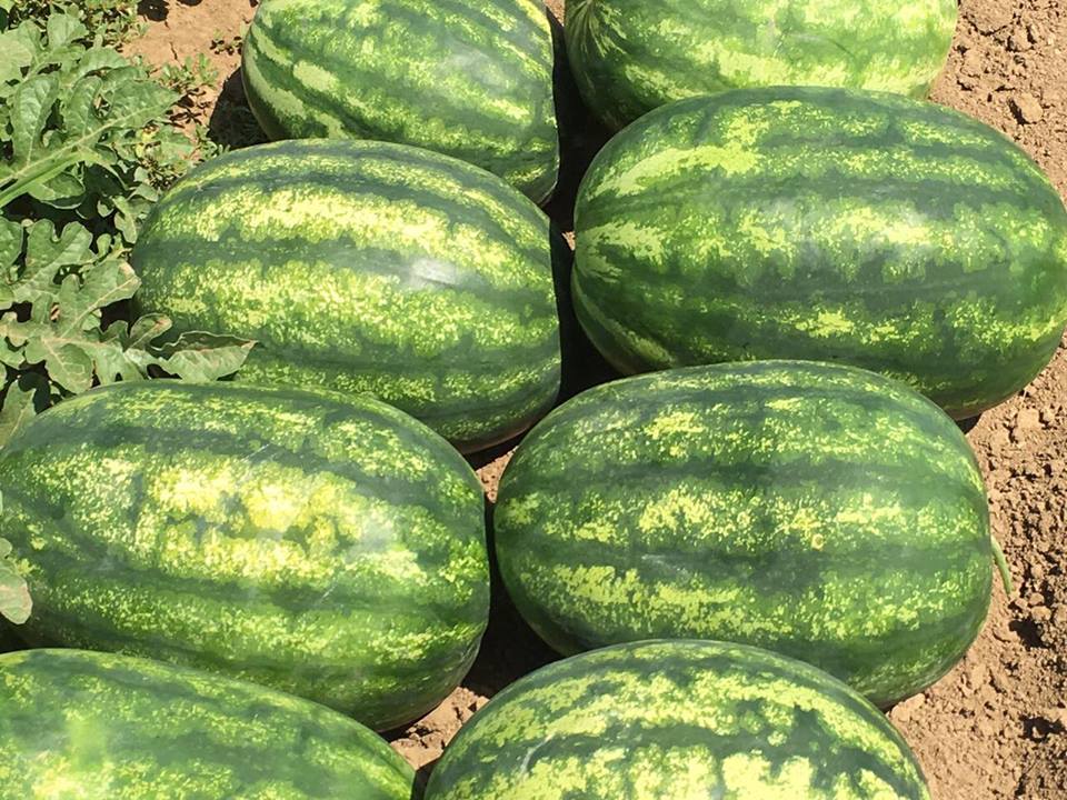 Serbian_watermelons