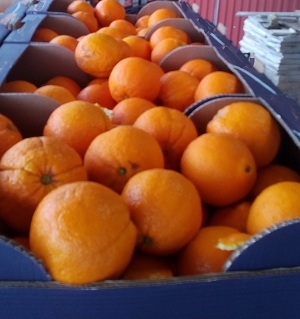 Oranges B class