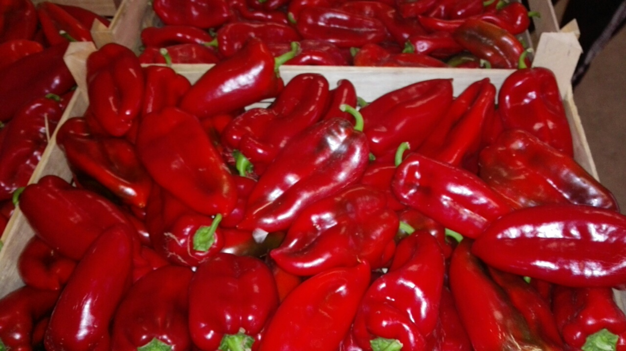 Paprika Roga