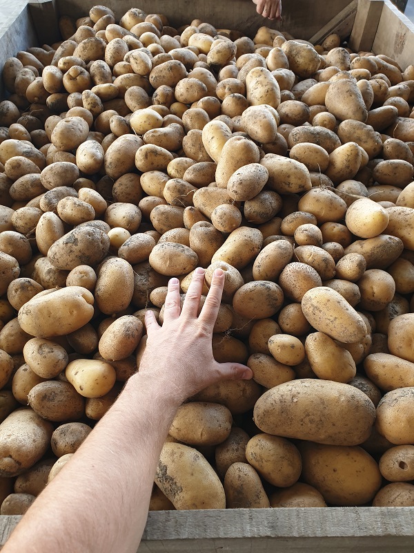 Potatoe_Arizona