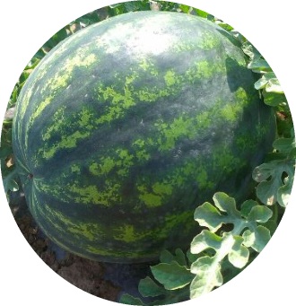 Serbian Watermelons