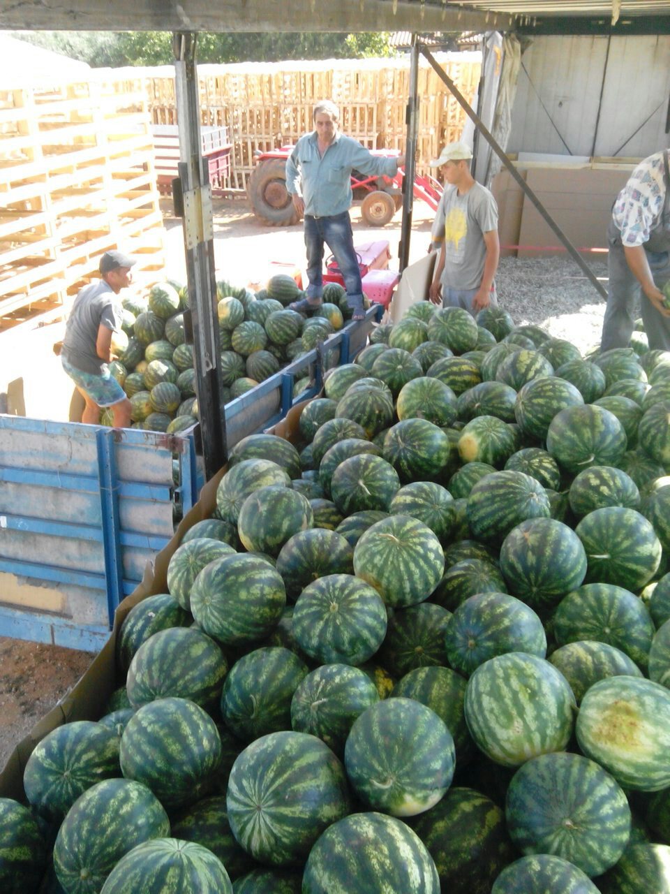 serbian watermelons export