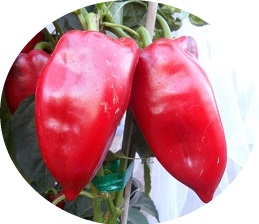 Red Pepper sweet