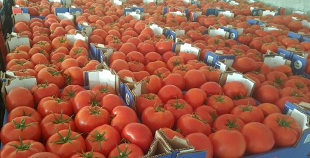 tomatoe