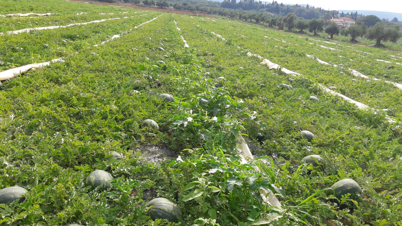 field watermelons
