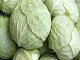 Cabbage Serbia