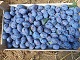 Fresh Plums stanley Serbia Fruits