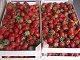 Strawberry Fresh Serbia