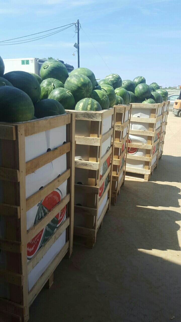 watermelons boxes
